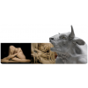 PROCHIMA DEGAS 70 PLASTYLINE MEDIUM 0,5KG