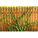 Model scene VG3-029 Edera