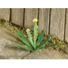 Model scene VG3-030 Common Sedge