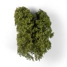 AK INTERACTIVE 8238 AK INTERACTIVE 8238 CESPUGLI IN FILIGRANA DI INIZIO AUTUNNO